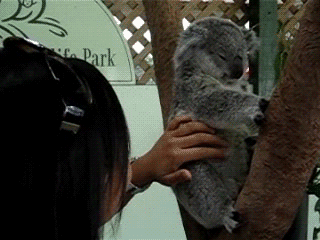 Koala getting scratched on the side wiggles his ears.