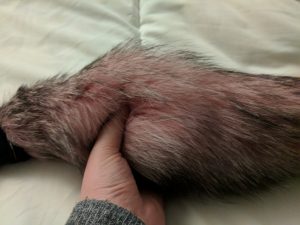 Holding the foxtail, my thumb fully immersed in the fur